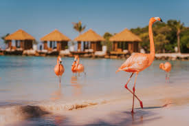 Pink flamingo standing on the white sand of the resort's private island, cabanas behind