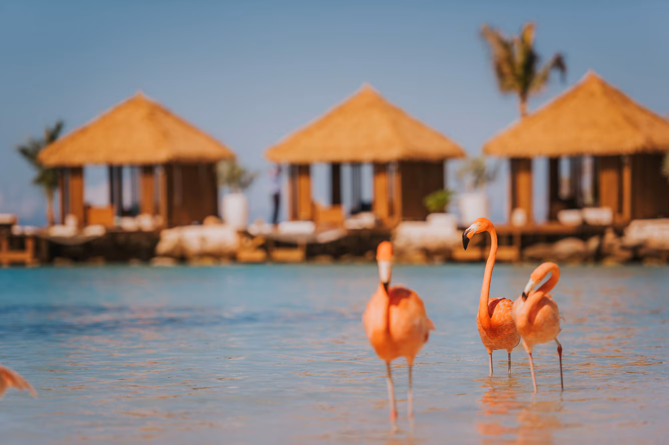 Family of resident flamingos wading in shallow turquoise water