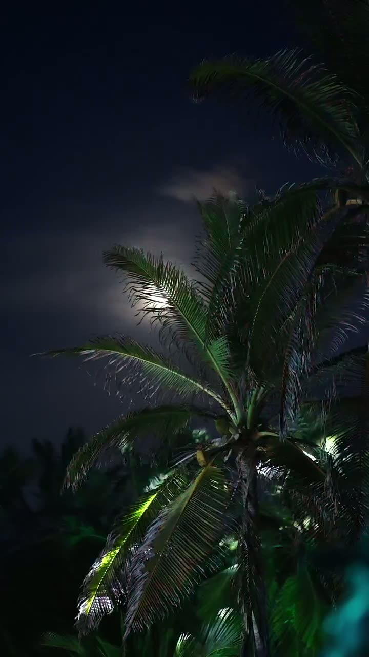 Desert Palm Moon